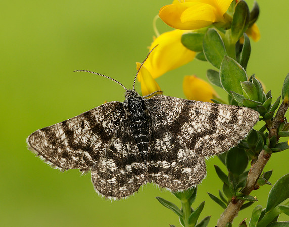 70.216 BF1895 Netted Mountain Moth Macaria carbonaria