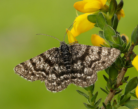 70.216 BF1895 Netted Mountain Moth Macaria carbonaria