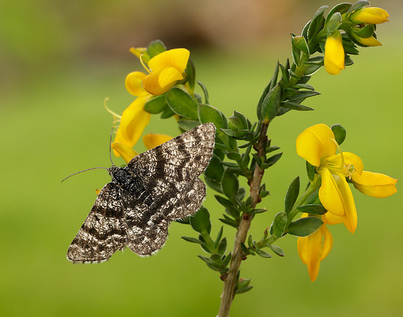 70.216 BF1895 Netted Mountain Moth Macaria carbonaria