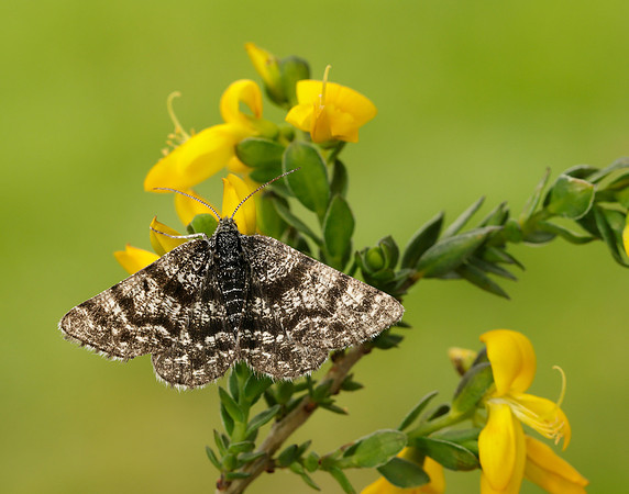 70.216 BF1895 Netted Mountain Moth Macaria carbonaria