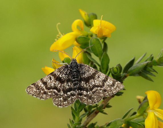 70.216 BF1895 Netted Mountain Moth Macaria carbonaria