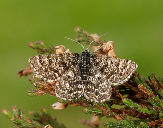 70.216 BF1895 Netted Mountain Moth Macaria carbonaria