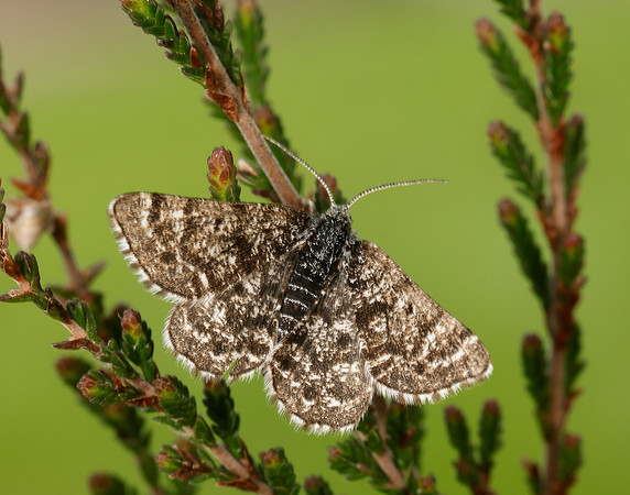 70.216 BF1895 Netted Mountain Moth Macaria carbonaria