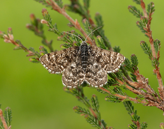 70.216 BF1895 Netted Mountain Moth Macaria carbonaria