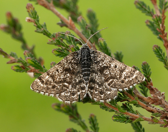 70.216 BF1895 Netted Mountain Moth Macaria carbonaria