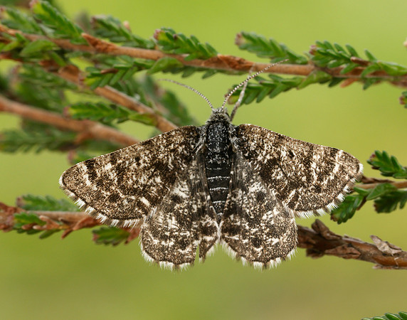 70.216 BF1895 Netted Mountain Moth Macaria carbonaria