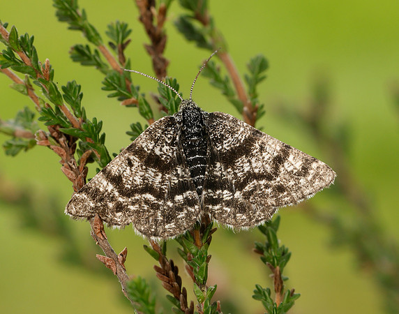 70.216 BF1895 Netted Mountain Moth Macaria carbonaria