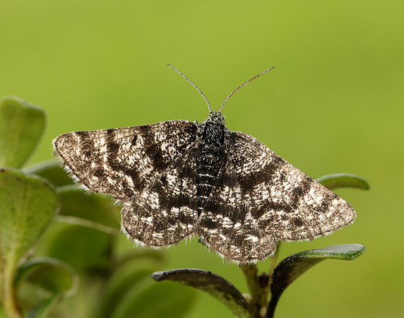 70.216 BF1895 Netted Mountain Moth Macaria carbonaria
