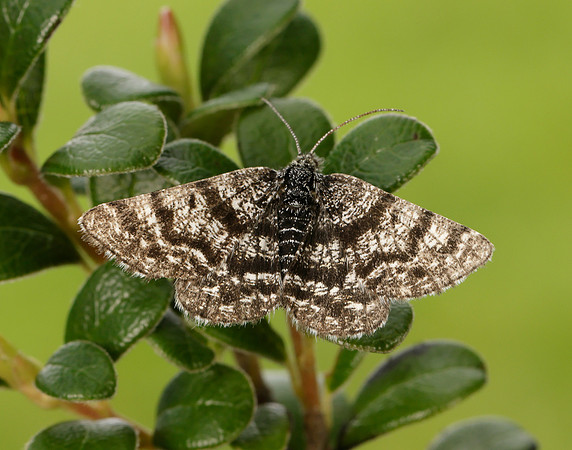 70.216 BF1895 Netted Mountain Moth Macaria carbonaria