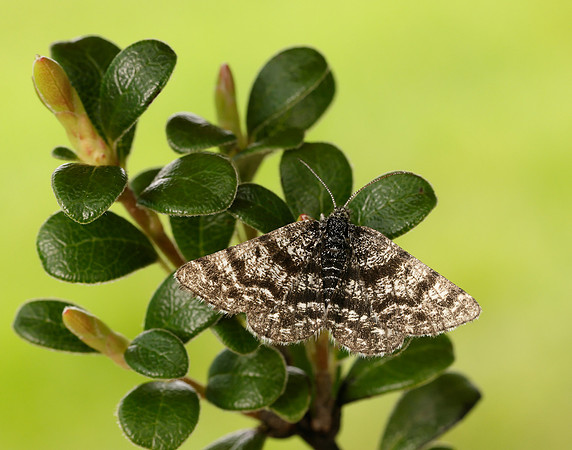70.216 BF1895 Netted Mountain Moth Macaria carbonaria