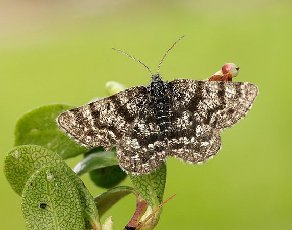 70.216 BF1895 Netted Mountain Moth Macaria carbonaria