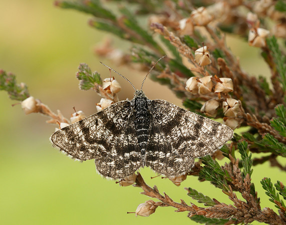 70.216 BF1895 Netted Mountain Moth Macaria carbonaria