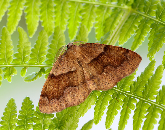 70.223 BF1903 Barred Umber Plagodis pulveraria