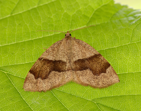70.223 BF1903 Barred Umber Plagodis pulveraria