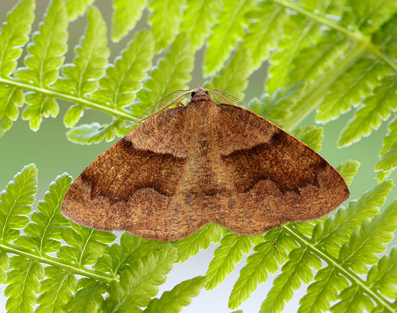 70.223 BF1903 Barred Umber Plagodis pulveraria
