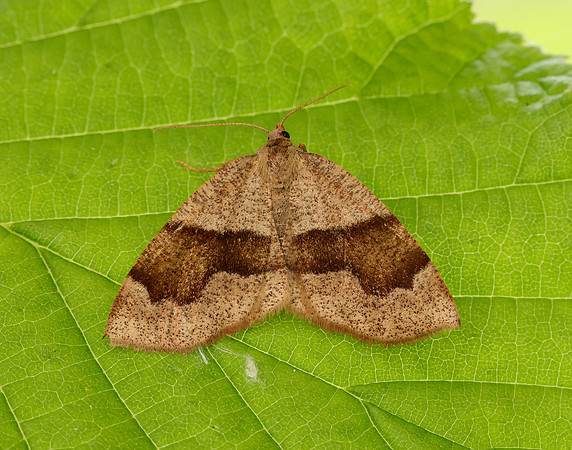 70.223 BF1903 Barred Umber Plagodis pulveraria
