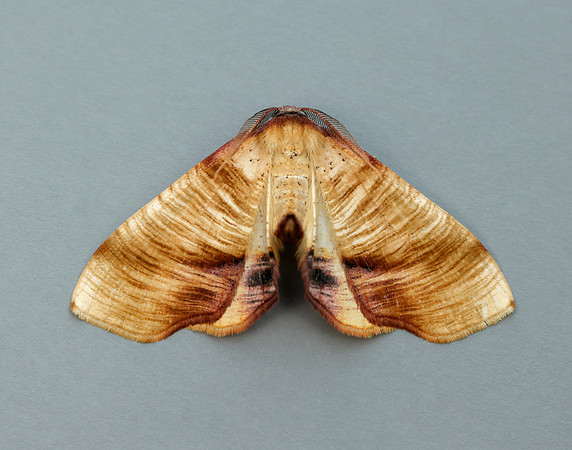 70.224 BF1904 Scorched Wing Plagodis dolabraria