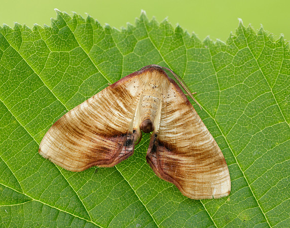 70.224 BF1904 Scorched Wing Plagodis dolabraria