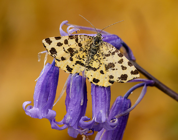 70.229 BF1909 Speckled Yellow Pseudopanthera macularia