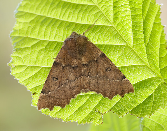 70.240 BF1920 Scalloped Hazel Odontopera bidentata