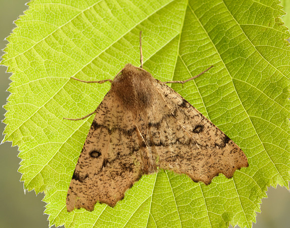 70.240 BF1920 Scalloped Hazel Odontopera bidentata