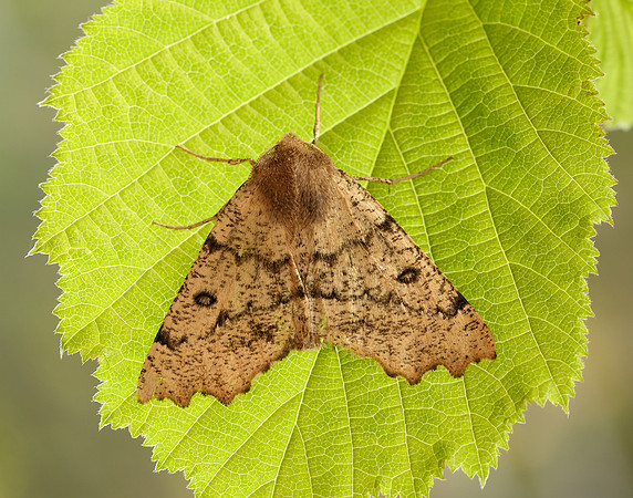70.240 BF1920 Scalloped Hazel Odontopera bidentata