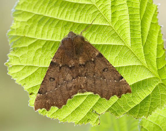 70.240 BF1920 Scalloped Hazel Odontopera bidentata