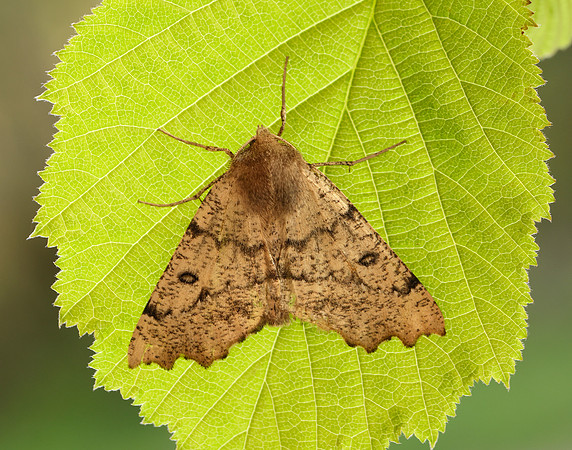70.240 BF1920 Scalloped Hazel Odontopera bidentata