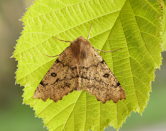 70.240 BF1920 Scalloped Hazel Odontopera bidentata