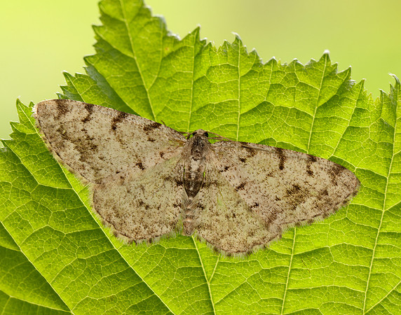 70.274 BF1951 Grey Birch Aethalura punctulata