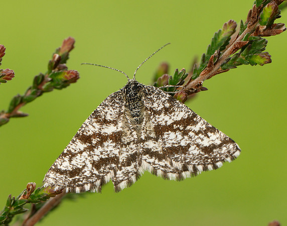 70.275 BF1952 Common Heath Ematurga atomaria