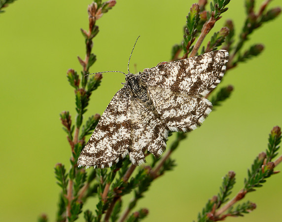 70.275 BF1952 Common Heath Ematurga atomaria