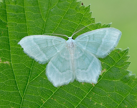 70.303 BF1674 Little Emerald Jodis lactearia