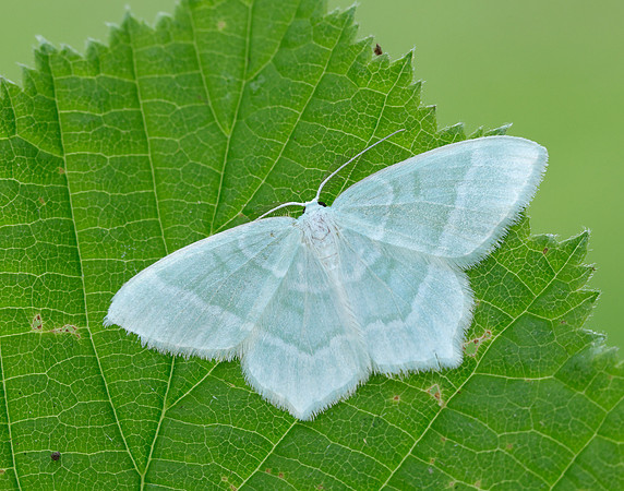 70.303 BF1674 Little Emerald Jodis lactearia