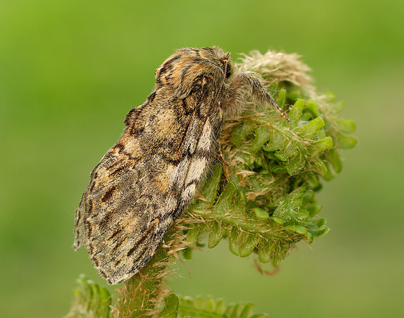 71.016 BF2005 Great Prominent Peridea anceps
