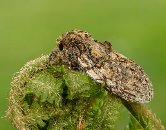 71.016 BF2005 Great Prominent Peridea anceps