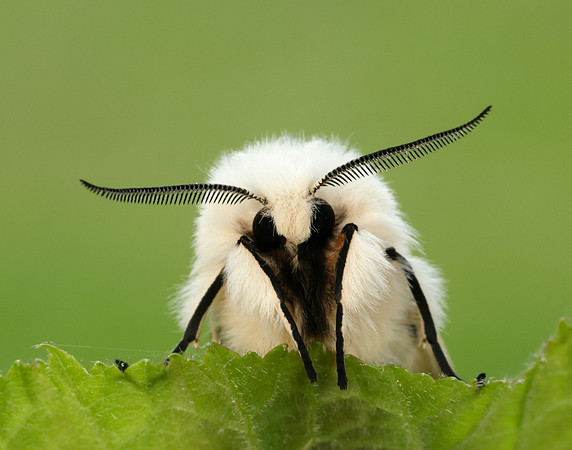 72.020 BF2060 White Ermine Spilosoma lubricipeda