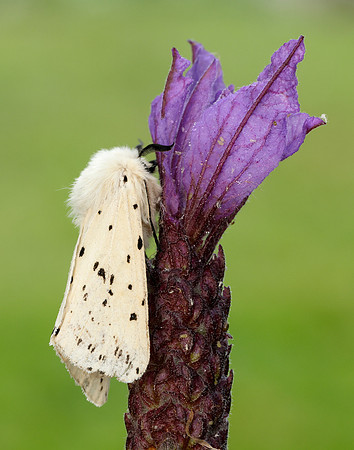 72.020 BF2060 White Ermine Spilosoma lubricipeda