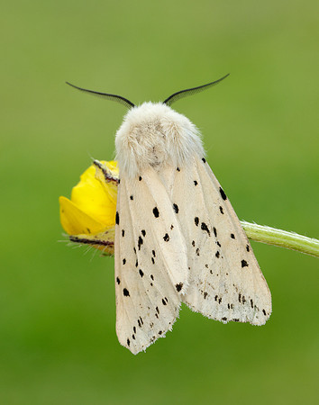 72.020 BF2060 White Ermine Spilosoma lubricipeda