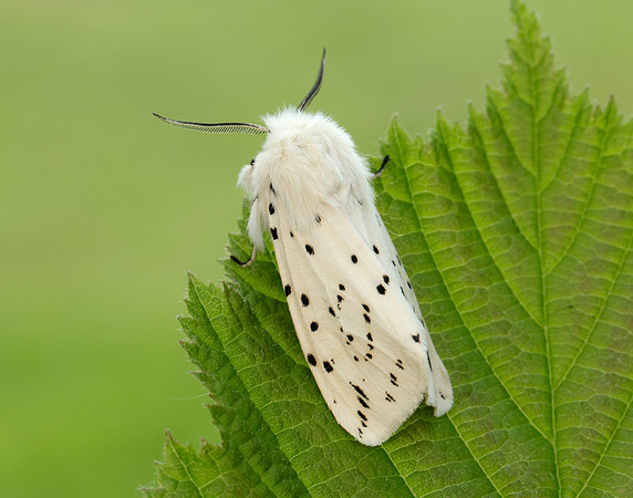 72.020 BF2060 White Ermine Spilosoma lubricipeda