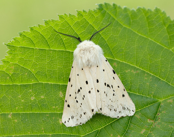 72.020 BF2060 White Ermine Spilosoma lubricipeda