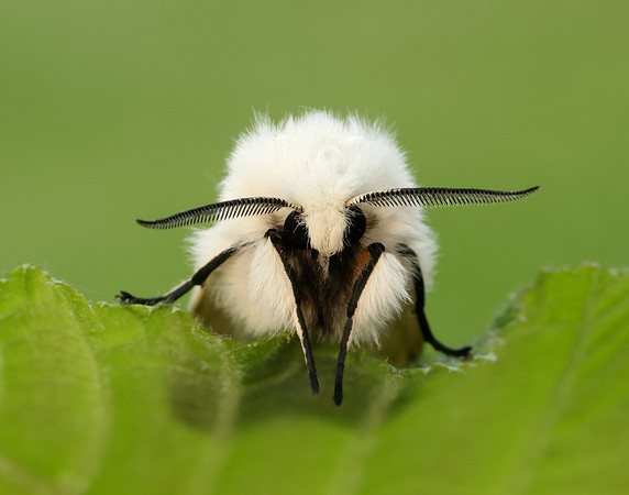 72.020 BF2060 White Ermine Spilosoma lubricipeda