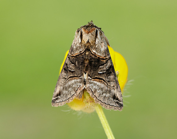 73.001 BF2450 Spectacle Abrostola tripartita