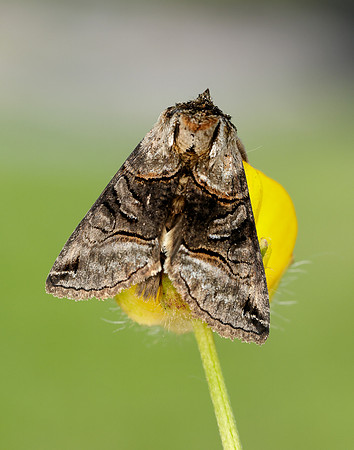 73.001 BF2450 Spectacle Abrostola tripartita