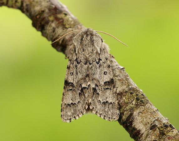 73.042 BF2286 Light Knot Grass Acronicta menyanthidis
