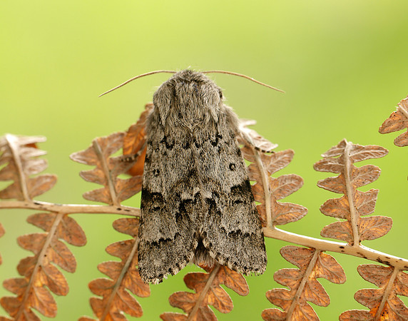 73.042 BF2286 Light Knot Grass Acronicta menyanthidis