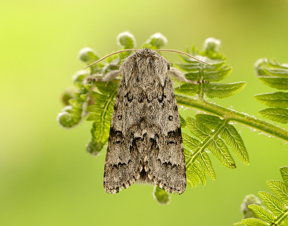 73.042 BF2286 Light Knot Grass Acronicta menyanthidis