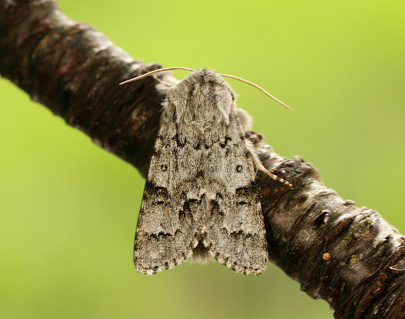 73.042 BF2286 Light Knot Grass Acronicta menyanthidis