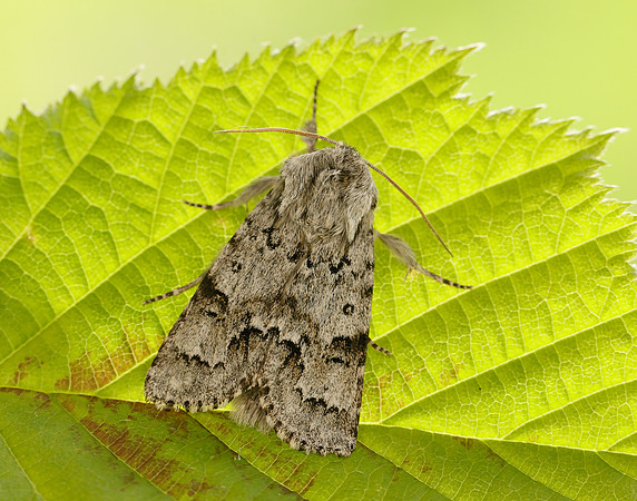 73.042 BF2286 Light Knot Grass Acronicta menyanthidis
