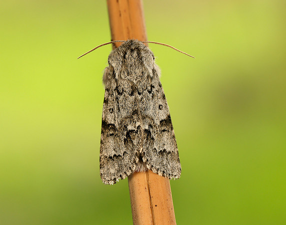 73.042 BF2286 Light Knot Grass Acronicta menyanthidis
